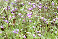 Collinsia violacea