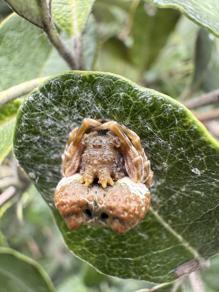Mastophora extraordinaria