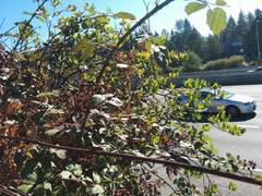 Ceanothus velutinus laevigatus