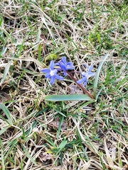 Scilla siberica