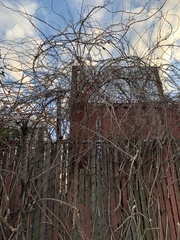 Celastrus orbiculatus