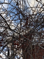 Celastrus orbiculatus