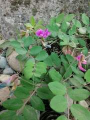 Lathyrus nevadensis