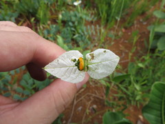 Dalechampia caperonioides