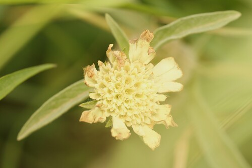 Lomelosia prolifera, photograph 2
