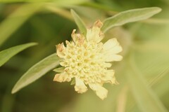 Lomelosia prolifera, photograph (c) Chaym Turak, some rights reserved (CC BY-SA)