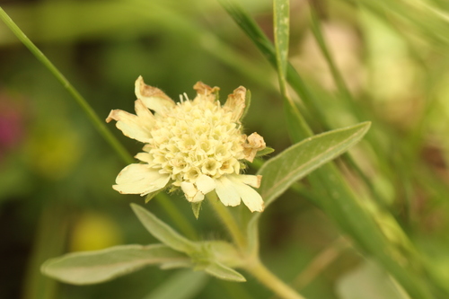 Lomelosia prolifera, photograph 1
