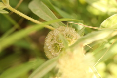 Lomelosia prolifera