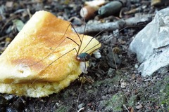 Leiobunum viridorsum