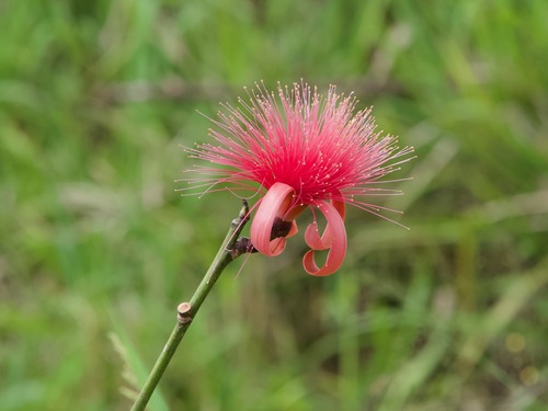 Shaving Brush Tree