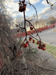 Celastrus orbiculatus