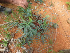 Stryphnodendron pumilum