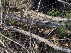 Pantherophis alleghaniensis