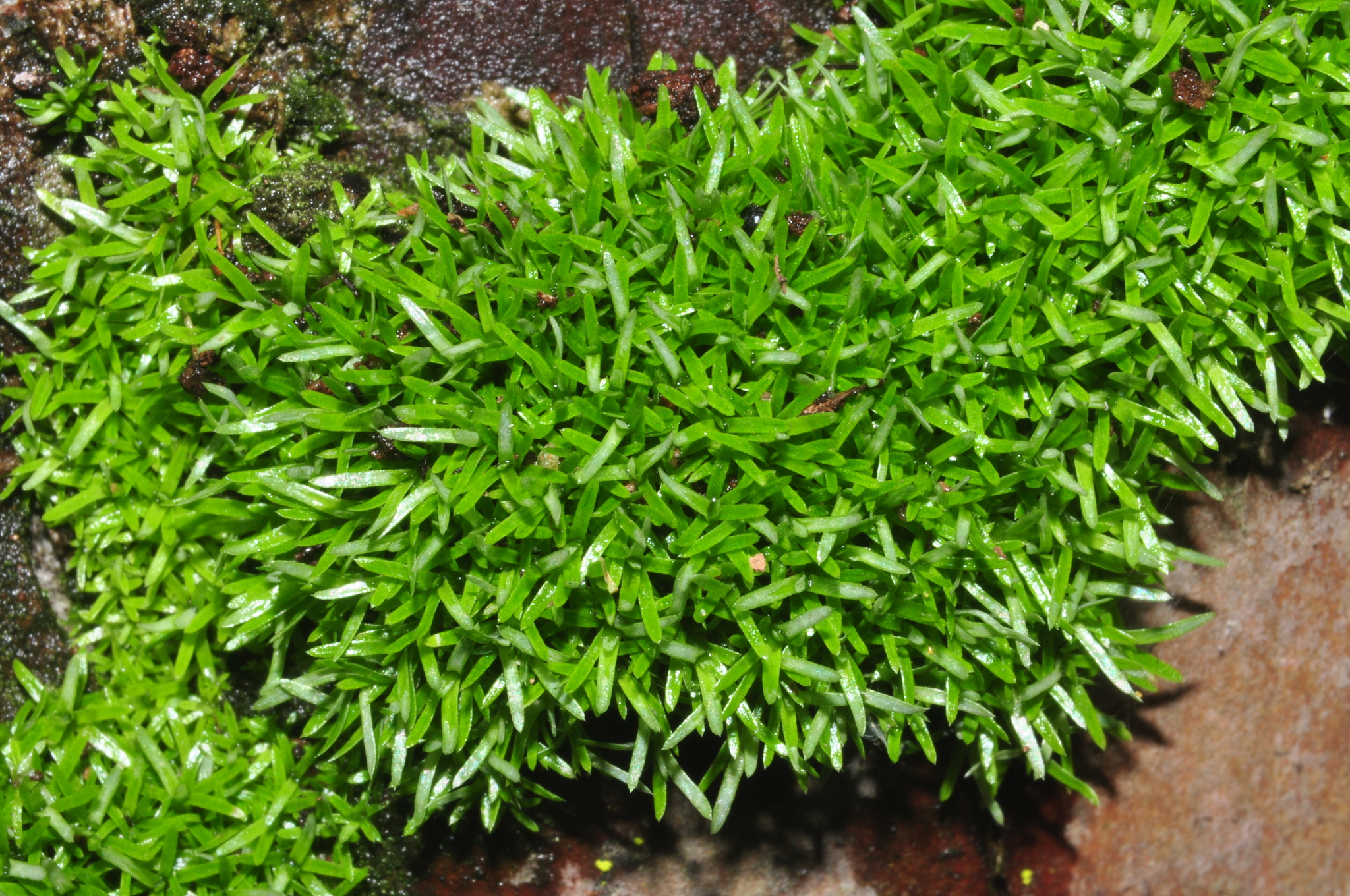 Octoblepharum albidum