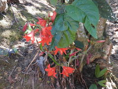 Hippeastrum vittatum