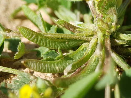Star-fruited Medick