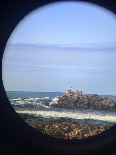 iNaturalist observation photo of California Sea Lion
