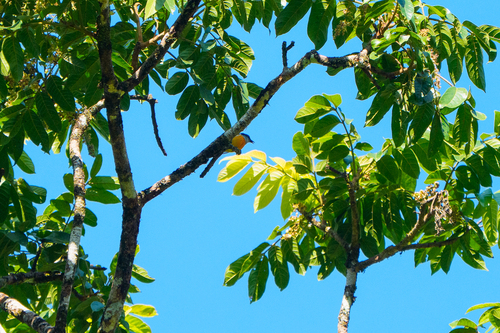 Orange-bellied Flowerpecker (Dicaeum trigonostigma), photo 5
