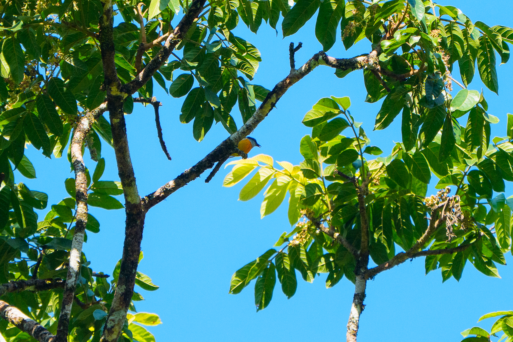 Orange-bellied Flowerpecker (Dicaeum trigonostigma), photo 5