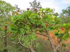 Palicourea rigida