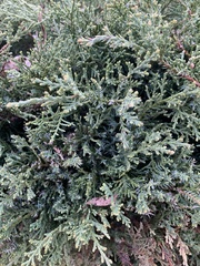 Juniperus