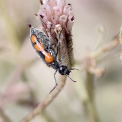 Eupompha elegans