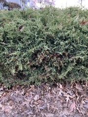Juniperus