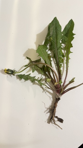 common dandelion