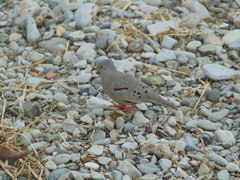 Columbina cruziana