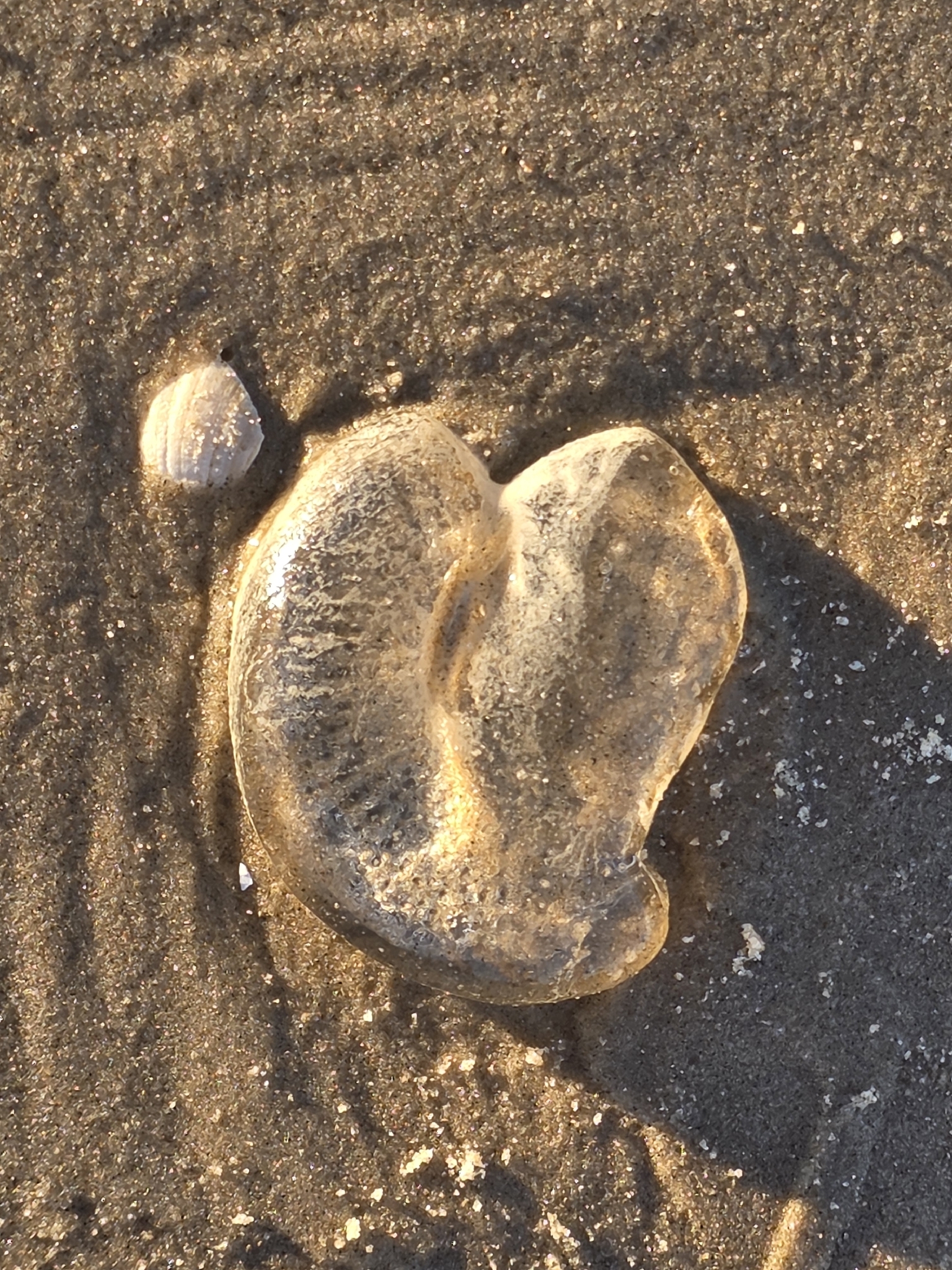 Rhacostoma atlanticum L.Agassiz, 1851