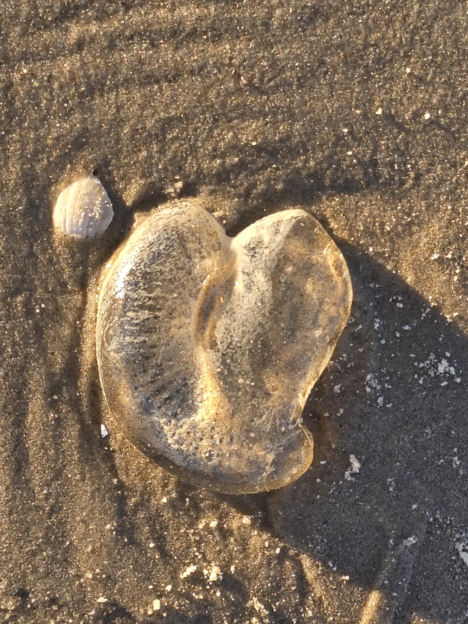 Rhacostoma atlanticum L.Agassiz, 1851