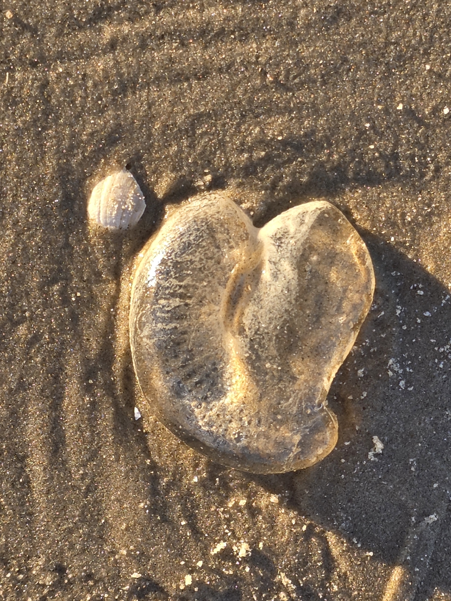Rhacostoma atlanticum L.Agassiz, 1851