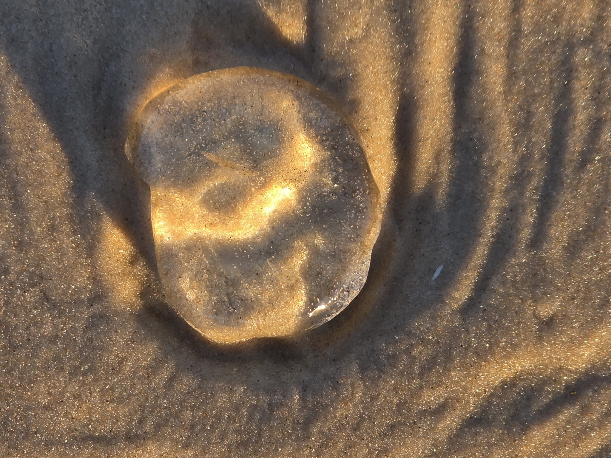 Rhacostoma atlanticum L.Agassiz, 1851