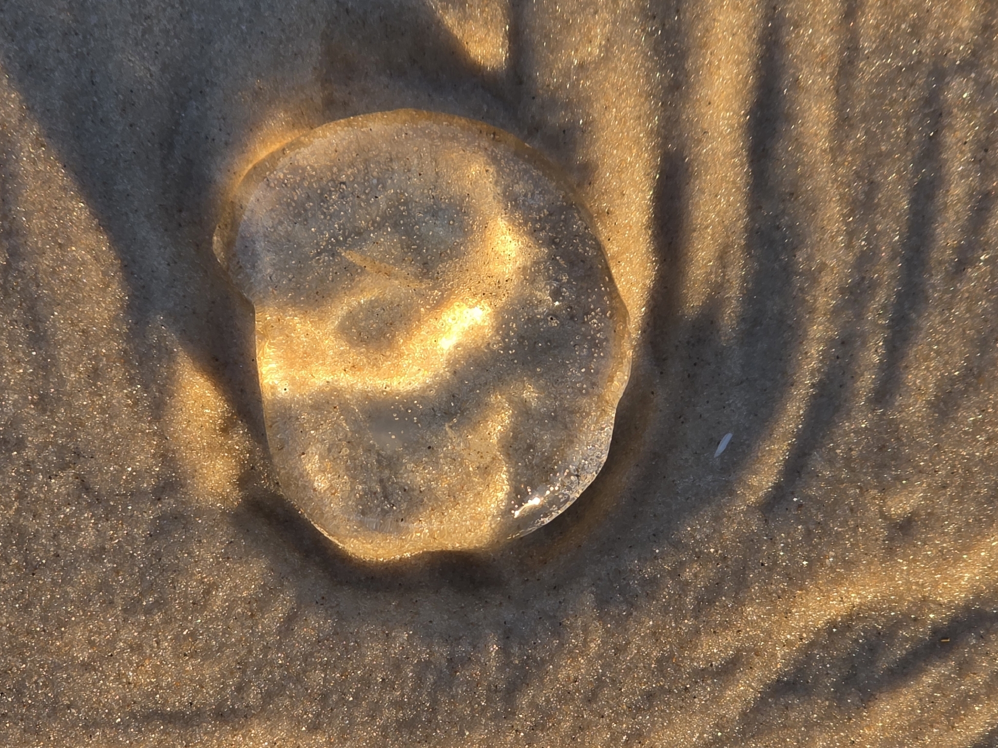 Rhacostoma atlanticum L.Agassiz, 1851