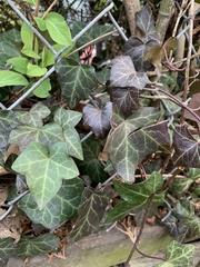 Hedera
