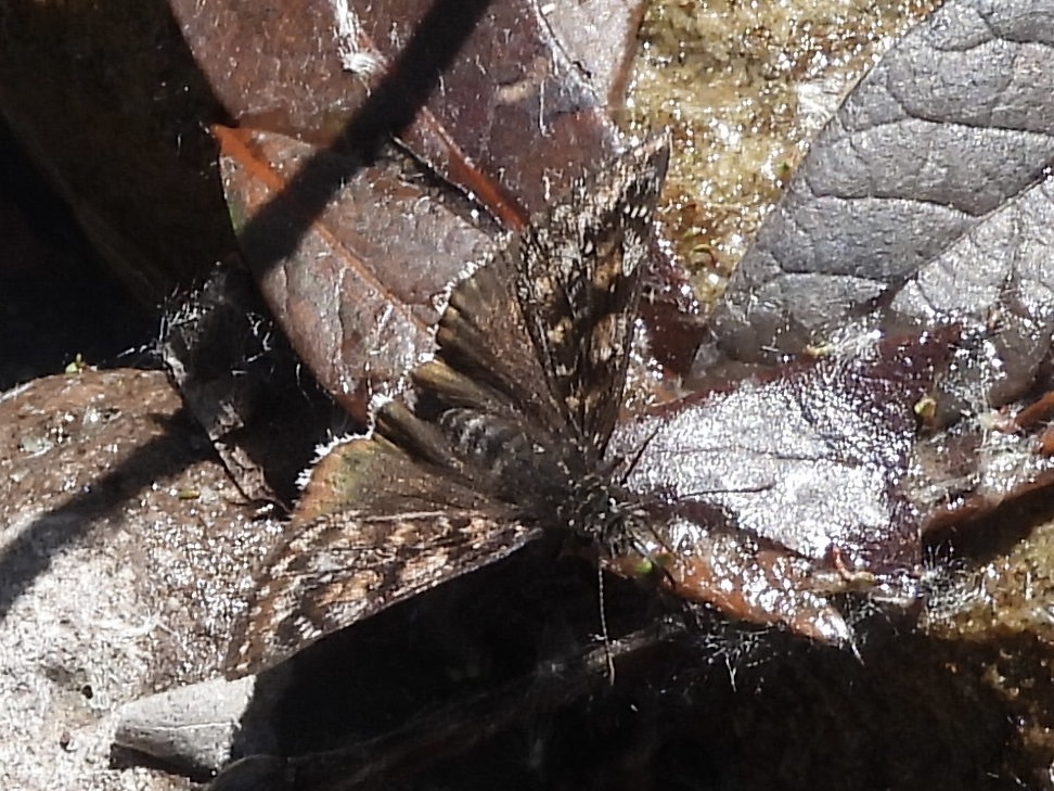 Pacuvius Duskywing