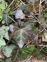 Hedera