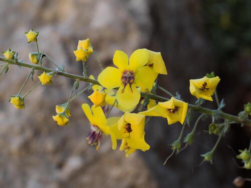 Verbascum arcturus, photograph 4