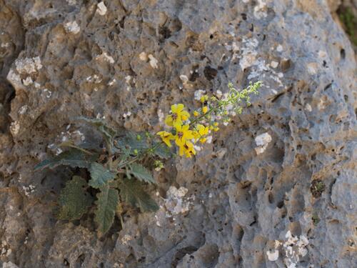 Verbascum arcturus, photograph 5