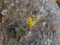 Verbascum arcturus, photograph (c) Daniel Cahen, some rights reserved (CC BY)
