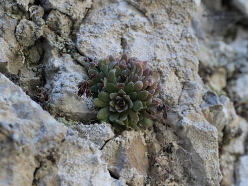 Rosularia serrata, photograph 3