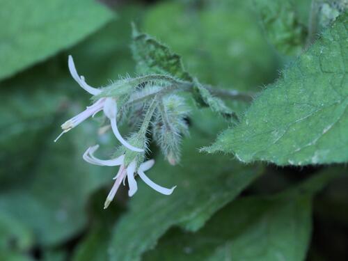 Symphytum creticum (Symphytum creticum)