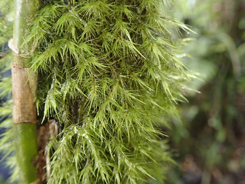 Leucoloma molle