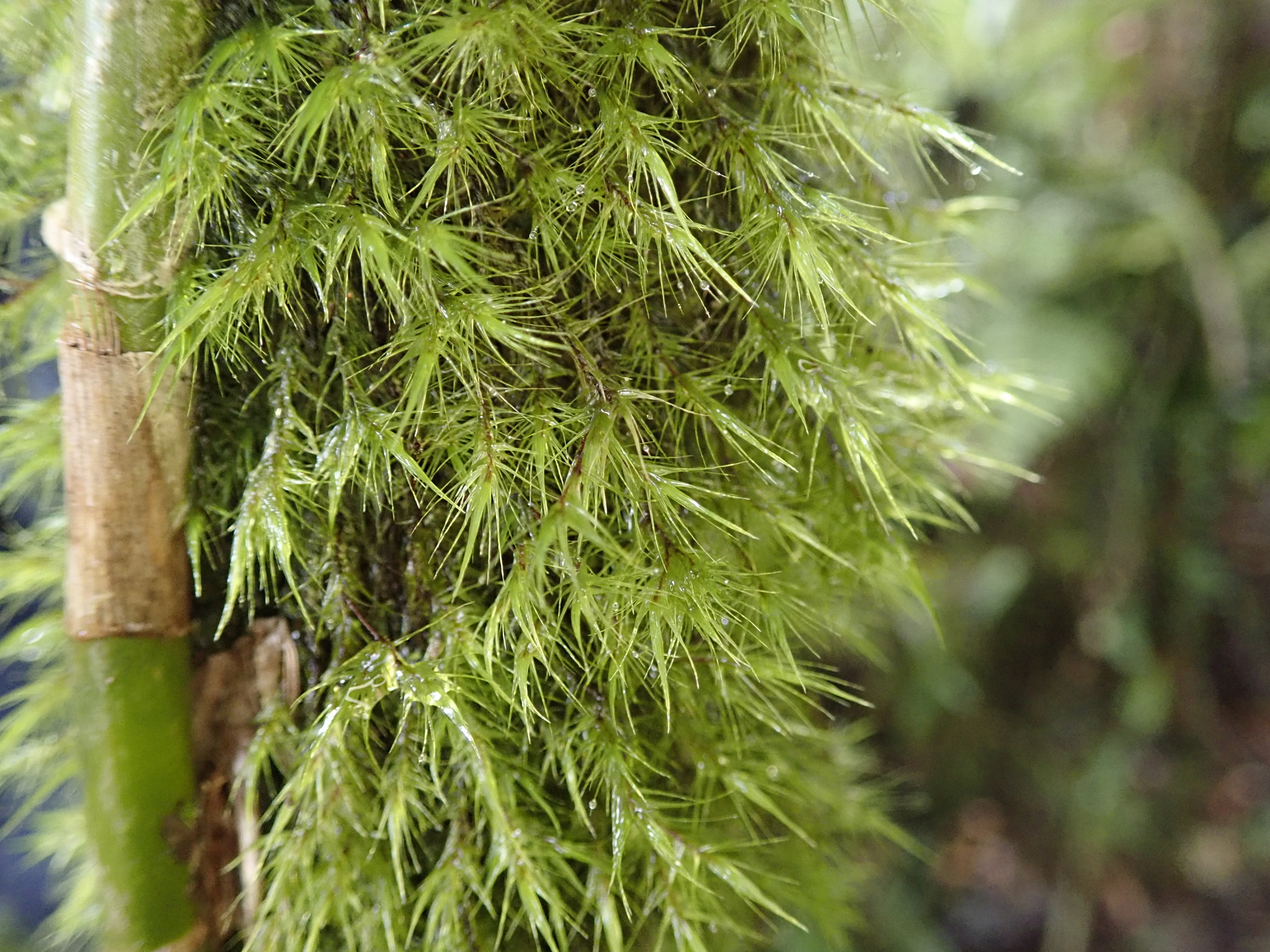 Leucoloma molle