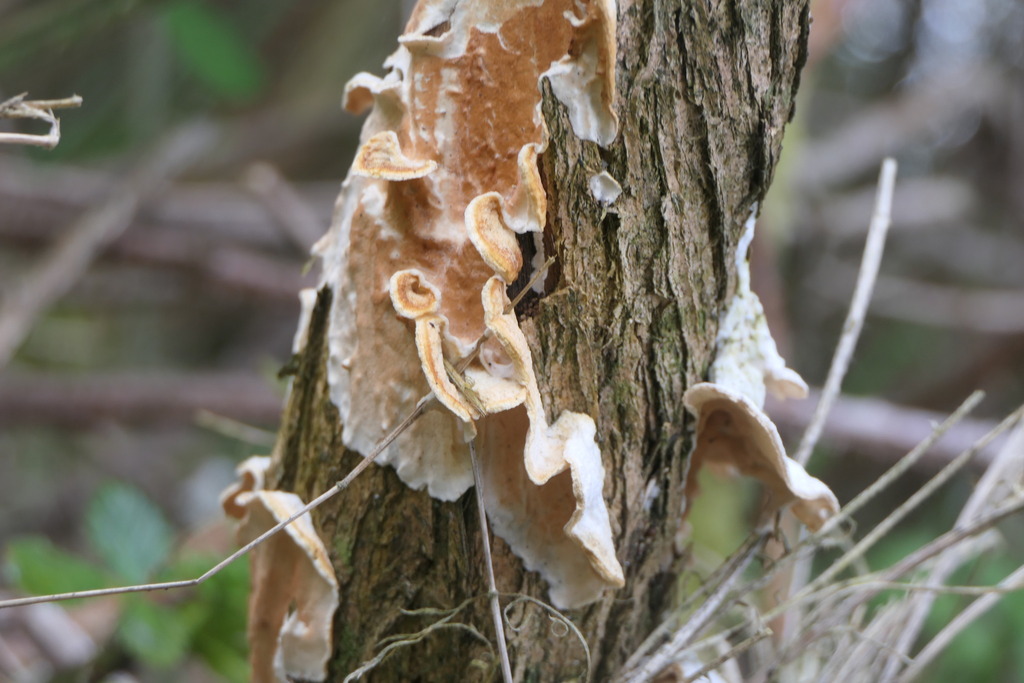 Byssomerulius corium · April 2026 · photo: © chinbrad (iNaturalist, cc0)