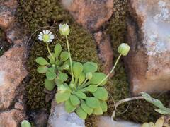 Bellium minutum, photograph (c) Daniel Cahen, some rights reserved (CC BY)