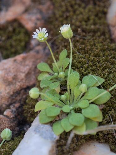Bellium minutum, photograph 4