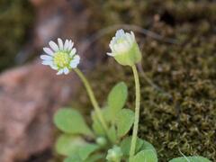Bellium minutum, photograph (c) Daniel Cahen, some rights reserved (CC BY)