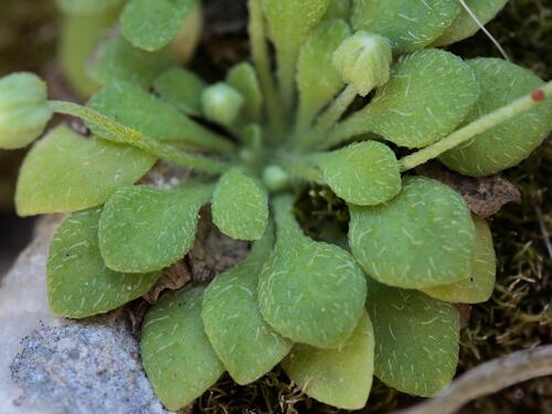Bellium minutum, photograph 6