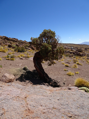 Polylepis tarapacana